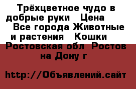 Трёхцветное чудо в добрые руки › Цена ­ 100 - Все города Животные и растения » Кошки   . Ростовская обл.,Ростов-на-Дону г.